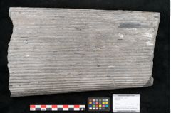 Foto (Objekt + Etikett) von Sigillaria sp.  (NHMW-GEO-2024-0188-11177)